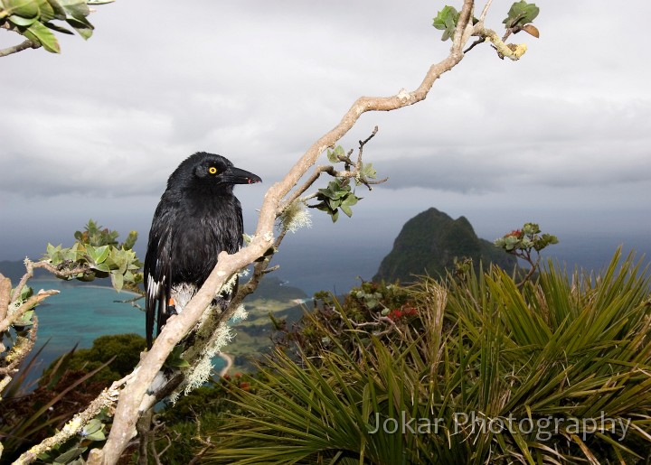 Lord Howe Island_20061211_044.jpg